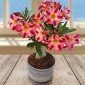 Desert Rose ?Fireworks? (Adenium hybrid)